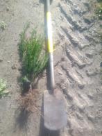 taxus, Ophalen, Taxus, Haag, Minder dan 100 cm