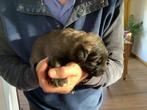Leonberger pups, Dieren en Toebehoren, Rabiës (hondsdolheid), 8 tot 15 weken, Groot, Meerdere