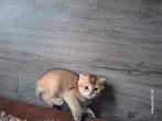 Brits korthaar, Dieren en Toebehoren, Katten en Kittens | Overige Katten, Poes, Kortharig, 0 tot 2 jaar