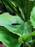 black molly's, Dieren en Toebehoren, Vis