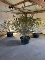 Oleander, Ophalen, Overige soorten, Volle zon