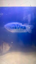 Blauwe spat goerami, Vis