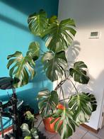 Monstera / gatenplant incl pot, Overige soorten, 150 tot 200 cm, Halfschaduw, Ophalen