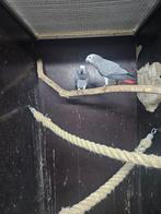 1-1 grijze roodstaart papegaaien 2025 verwand, Dieren en Toebehoren, Meerdere dieren, Papegaai, Geringd