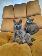 Britse Korthaar kittens, Dieren en Toebehoren, Kater, Ontwormd, 0 tot 2 jaar