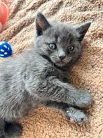 Noorde boskat x kittens, Dieren en Toebehoren, Meerdere dieren, Ontwormd, 0 tot 2 jaar