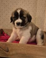 Prachtige kaukasiche herdershond pups, Parvo, Overige rassen, 8 tot 15 weken, Meerdere