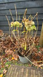 Hortensia tuinplant, Tuin en Terras, Planten | Tuinplanten, Vaste plant, Halfschaduw, Zomer, Ophalen