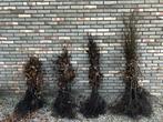 Bladhoudende groene beukenhaag (fagus sylvatica), Ophalen of Verzenden, Beukenhaag, Haag, 100 tot 250 cm
