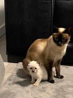 Siamese katten te koop 2 & 3 jaar oud, geshipt en ingeënt, Dieren en Toebehoren, Katten en Kittens | Raskatten | Korthaar, Poes