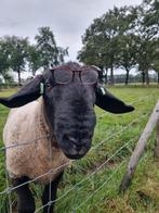 Super lieve Suffolk Dekram, Mannelijk, Schaap