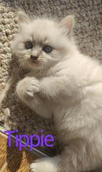 1 Siberische Boskat Kitten | Ras zuiver Hypoallergeen, Dieren en Toebehoren, Poes, Ontwormd, 0 tot 2 jaar