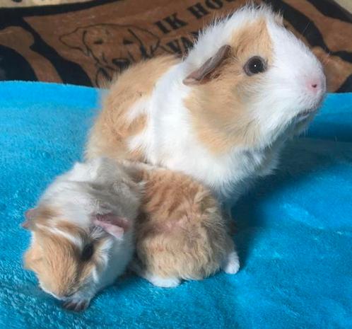 Cavia/hamster opvang, Dieren en Toebehoren, Knaagdieren, Meerdere dieren