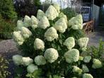 **ACTIE** Hydrangea Limelight, pluim hortensia schapenkop, Tuin en Terras, Ophalen of Verzenden, Hortensia, Struik, Minder dan 100 cm