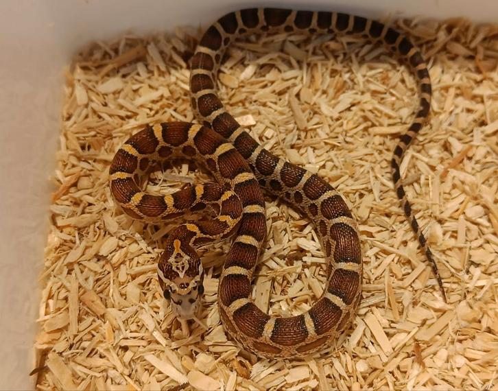 Microscale korenslangen - Pantherophis guttatus