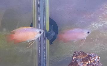 Koppeltje honing goerami (wildkleur) beschikbaar voor biedingen