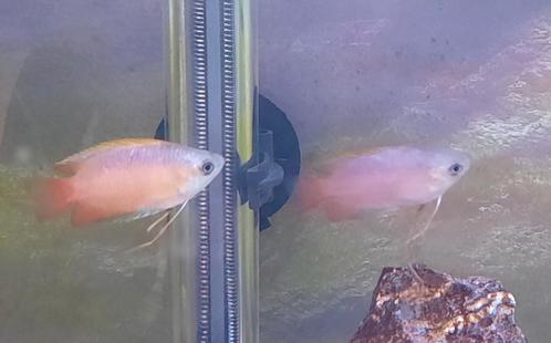 Koppeltje honing goerami (wildkleur), Dieren en Toebehoren, Vissen | Aquariumvissen, Zoetwatervis, Vis