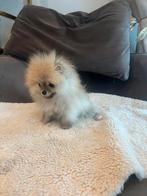 Pomeranian pomeriaan mini teefje, Dieren en Toebehoren, Particulier, 15 weken tot 1 jaar, Buitenland, Teef