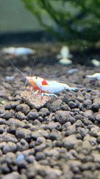 PRL pure red line(Crystal red) garnalen caridina aquarium, Dieren en Toebehoren, Vissen | Aquariumvissen, Kreeft, Krab of Garnaal
