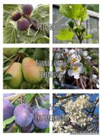 Pruimenboom “ Opal “, Tuin en Terras, Planten | Fruitbomen, Pruimenboom, Volle zon, Ophalen of Verzenden