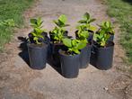Hortensia, Ophalen, Overige soorten, Halfschaduw