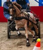Geweldige marathon pony!! Echte winnaar!, Dieren en Toebehoren, Gechipt, Ruin, L, B pony (1.17m tot 1.27m)