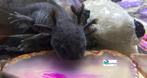 Axolotl Melanoid "Adult", Dieren en Toebehoren, Amfibie, Tam, 0 tot 2 jaar