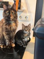 Twee lieve Maine Coon mix kittens zoeken een gouden mandje!, Poes, Gechipt, 0 tot 2 jaar
