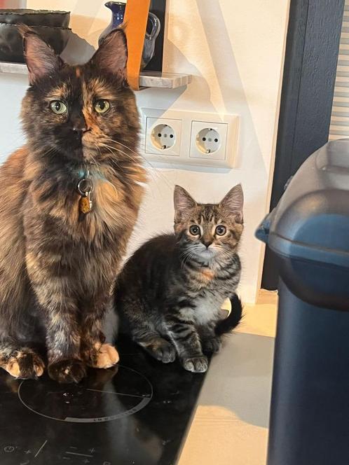 Twee lieve Maine Coon mix kittens zoeken een gouden mandje!, Dieren en Toebehoren, Katten en Kittens | Raskatten | Langhaar, Poes