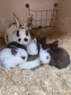 jonge konijntjes (rex x hangoor), Dieren en Toebehoren, Konijnen, Meerdere dieren, Middelgroot, Hangoor, 0 tot 2 jaar