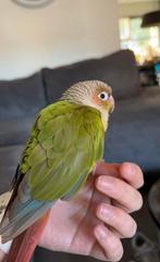 Pyrrhura & grasparkiet compleet met kooi, Dieren en Toebehoren, Vogels | Parkieten en Papegaaien, Meerdere dieren, Parkiet, Tam