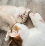 Mooie Brits Korthaar (Blue golden shaded), Dieren en Toebehoren, Katten en Kittens | Raskatten | Korthaar, Meerdere dieren, Gechipt