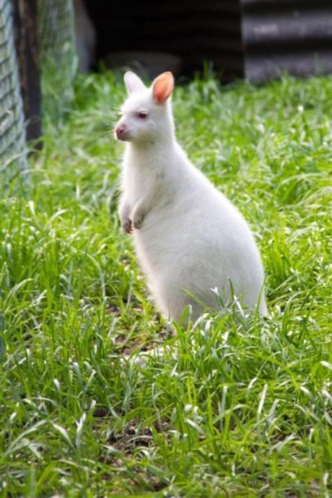 witte wallaby's, Dieren en Toebehoren, Overige Dieren, Meerdere dieren, Maart
