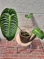 Anthurium Veitchii p17 (2), Huis en Inrichting, Kamerplanten, Ophalen of Verzenden, Overige soorten, Minder dan 100 cm