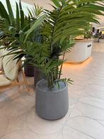 Plant met pot 2E HAMDS!!!, Tuin en Terras, Ophalen of Verzenden, Bloeit niet, Overige soorten, Halfschaduw