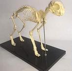 Anatomisch model kat, van Eur 199,95 naar EUR 99,95, nieuw, Ophalen of Verzenden, Nieuw