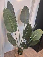 Strelitzia de Eekhoorn NIEUW kamerplant twv 129 euro, Huis en Inrichting, Kamerplanten, Ophalen of Verzenden, Halfschaduw, 150 tot 200 cm