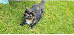 Lieve poes 3 jaar oud, Meerdere dieren