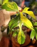 Philodendron florida beauty variegata gewortelde stekken, Huis en Inrichting, Overige soorten, Ophalen of Verzenden, Minder dan 100 cm