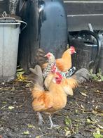 Gratis krielkip haantjes, Dieren en Toebehoren, Pluimvee, Mannelijk, Kip
