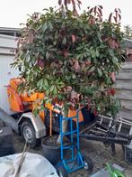 Red Robin Bolboom in Pot - Prachtige Boom!, Tuin en Terras, Planten | Bomen, Lente, 100 tot 250 cm, Ophalen, Volle zon