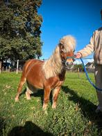 Mini shetlander hengstje Tommy Hilfinger, Hengst, A pony (tot 1.17m), Ontwormd, 7 tot 10 jaar