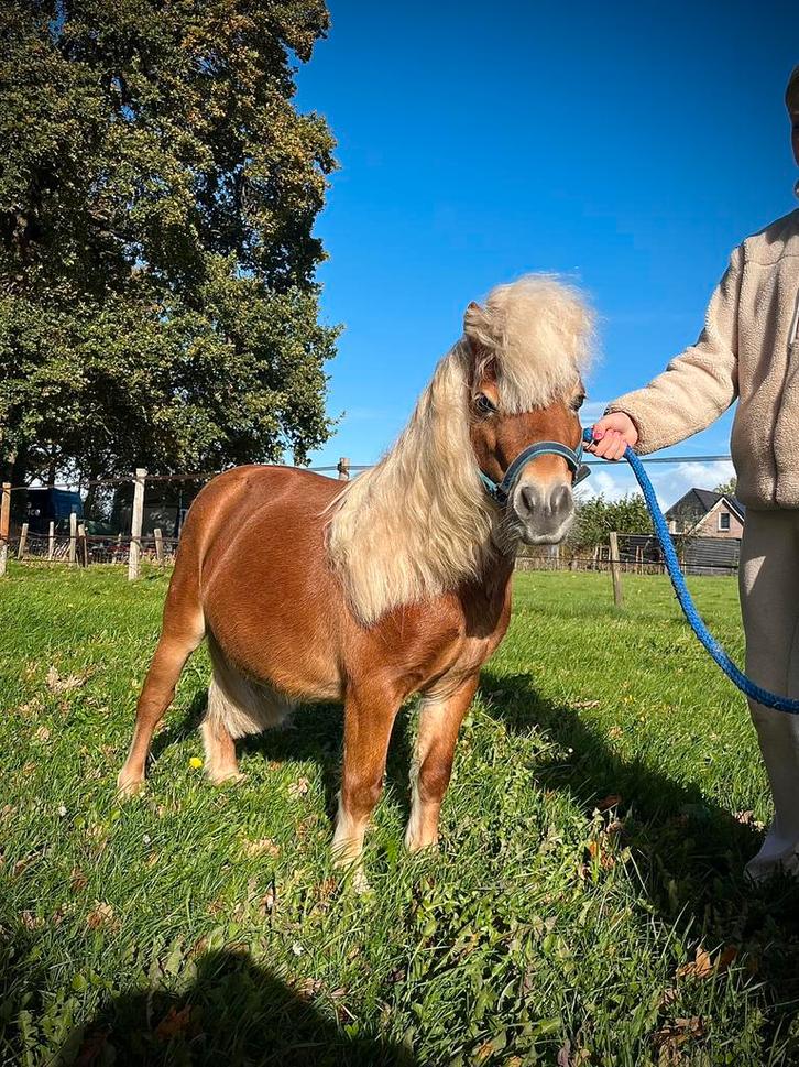 Mini shetlander hengstje Tommy Hilfinger, Dieren en Toebehoren, Pony's, Hengst, Onbeleerd, A pony (tot 1.17m), Recreatiepony, 7 tot 10 jaar