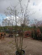 carpinus betulus, Bloeit niet, Overige soorten, 100 tot 250 cm, Ophalen