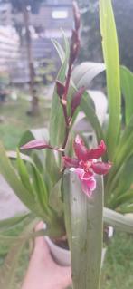 Dendrobium Berry oda, Huis en Inrichting, Kamerplanten, Ophalen of Verzenden, Overige soorten, Minder dan 100 cm