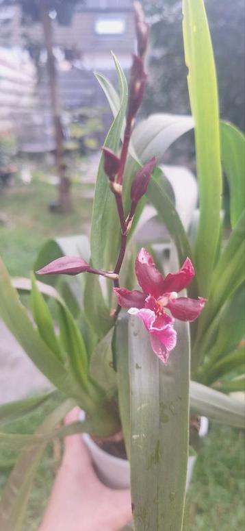 Dendrobium Berry oda beschikbaar voor biedingen