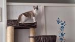 Zeer mooie raszuivere Ragdoll kittens, Meerdere dieren, Gechipt, 0 tot 2 jaar