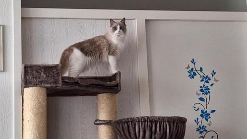 Zeer mooie raszuivere Ragdoll kittens, Dieren en Toebehoren, Katten en Kittens | Raskatten | Langhaar, Meerdere dieren, 0 tot 2 jaar