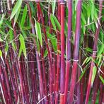 Diverse soorten bamboes geel groen zwart klein groot, Ophalen, Zomer, Overige soorten, Volle zon