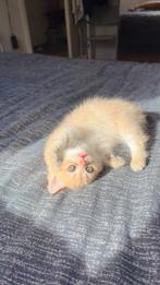 british kortehaar, Dieren en Toebehoren, Katten en Kittens | Raskatten | Korthaar, Kater, Ontwormd